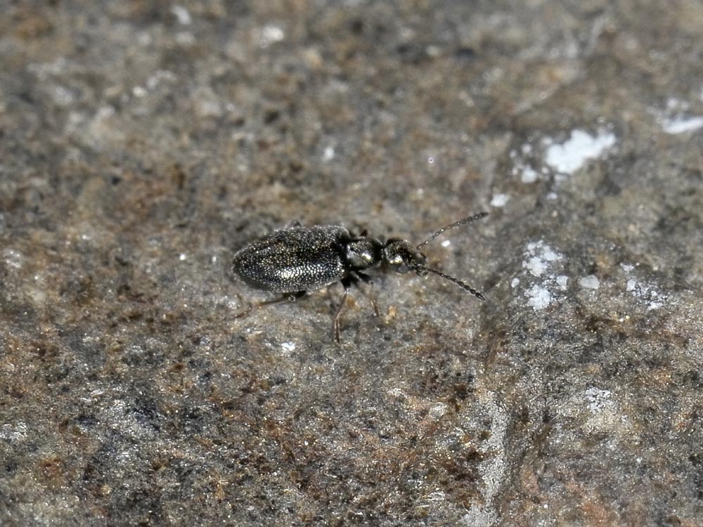 Microhoria plumbea - Anthicidae